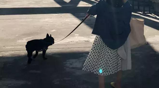 法斗蠢萌小肥牛竟然是烈性犬,法斗性情凶猛