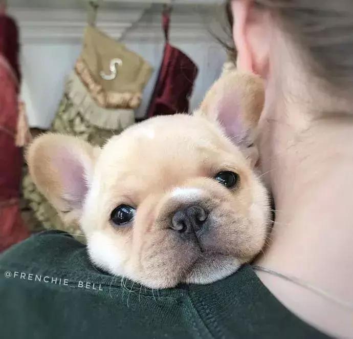 法斗蠢萌小肥牛竟然是烈性犬,法斗性情凶猛