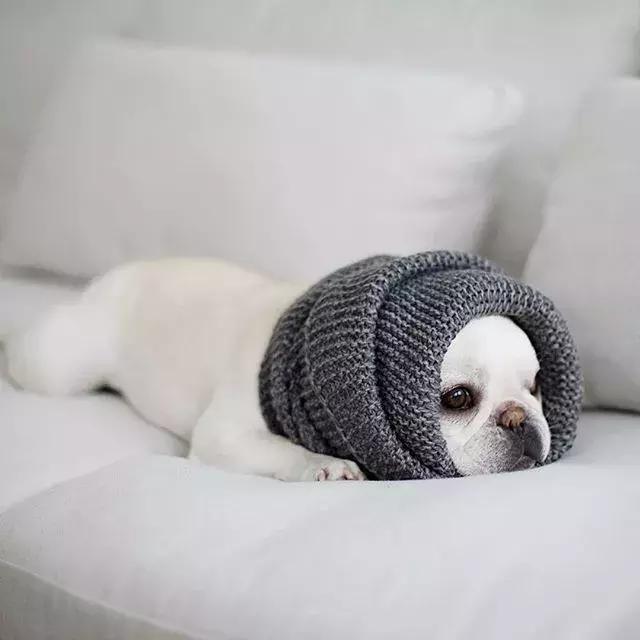 法斗蠢萌小肥牛竟然是烈性犬,法斗性情凶猛