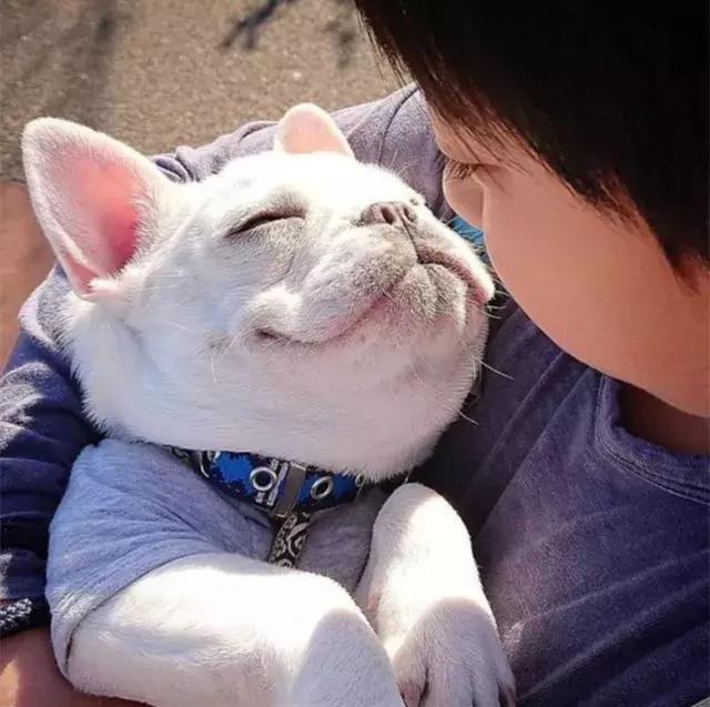 法斗蠢萌小肥牛竟然是烈性犬,法斗性情凶猛