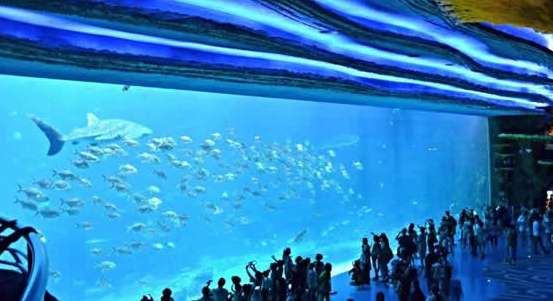 世界最大水族馆珠海长隆,珠海长隆海洋王国古老的海洋生物