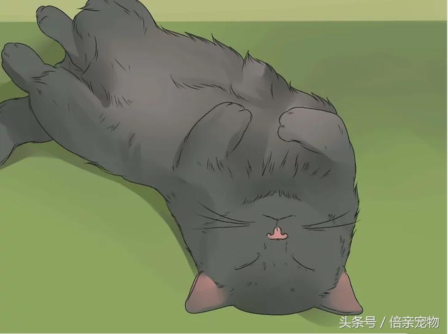 怎样锻炼猫咪使用猫砂盆,怎样训练猫咪用猫砂盆