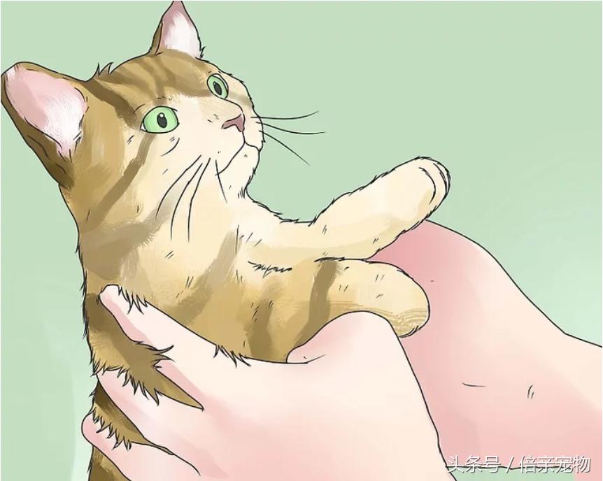 怎样锻炼猫咪使用猫砂盆,怎样训练猫咪用猫砂盆