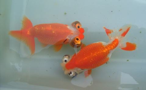 观赏鱼的养殖密度标准,观赏鱼原本以为这么大密度不好养