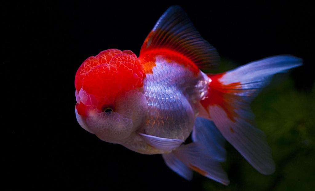观赏鱼的养殖密度标准,观赏鱼原本以为这么大密度不好养