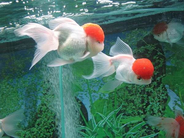 观赏鱼白点病和水霉的区别,观赏鱼白霉病最好治疗方法