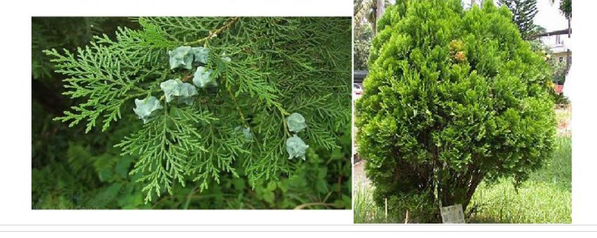 什么是被子植物和裸子植物,被子植物裸子植物起源