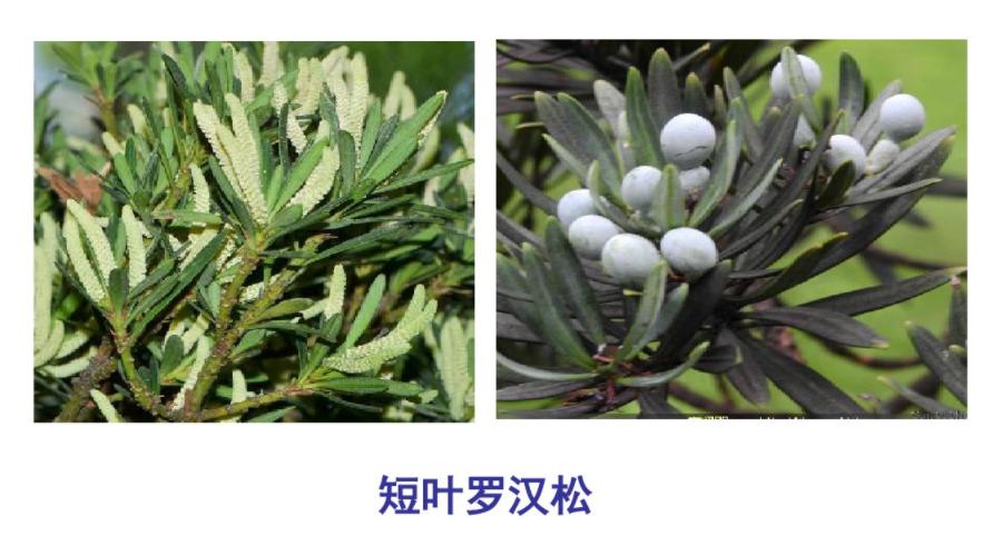 什么是被子植物和裸子植物,被子植物裸子植物起源
