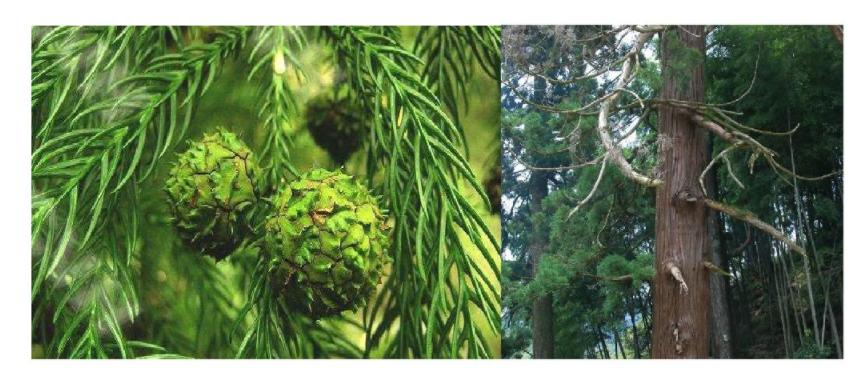 什么是被子植物和裸子植物,被子植物裸子植物起源