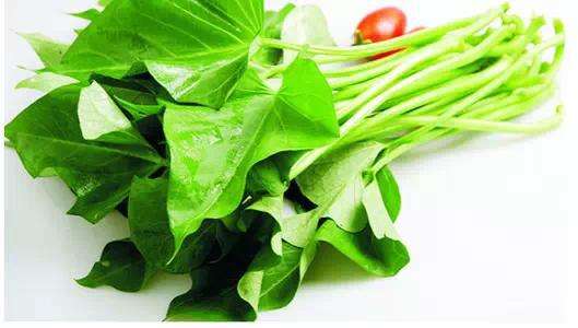 红薯叶的营养比人参还高,红薯叶的养生功效与作用