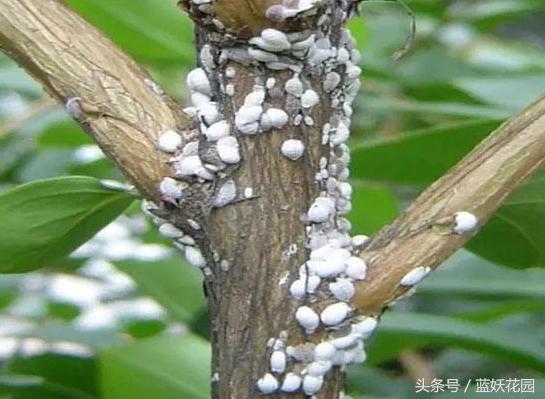 小妙招杀虫药,杀虫剂一招搞定