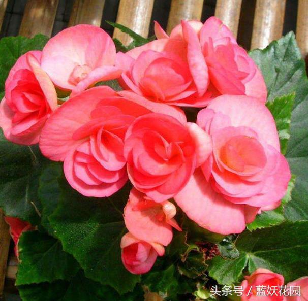 小妙招杀虫药,杀虫剂一招搞定