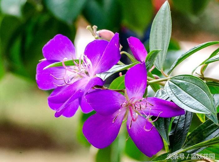 小妙招杀虫药,杀虫剂一招搞定