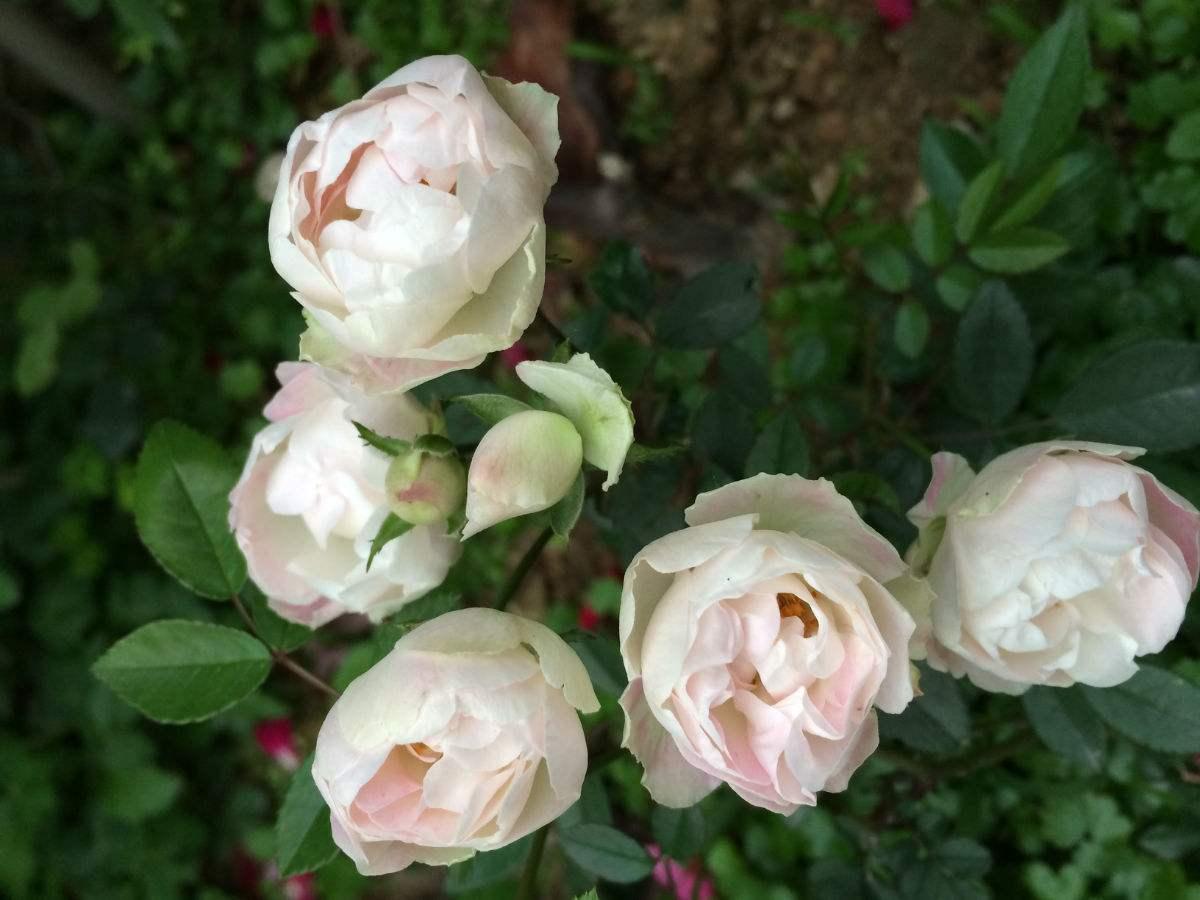 蔷薇花叶子发黄是怎么回事,蔷薇花刚发芽就枯萎了有什么办法