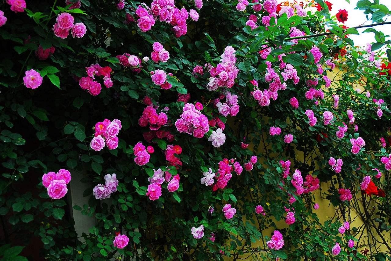 蔷薇花叶子发黄是怎么回事,蔷薇花刚发芽就枯萎了有什么办法