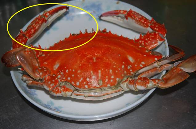 烟台螃蟹怎么选,烟台挑选螃蟹有绝招