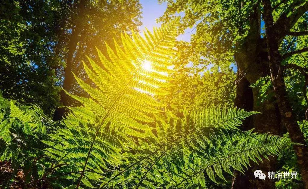植物为什么会产生油脂,哪些植物含有植物精油