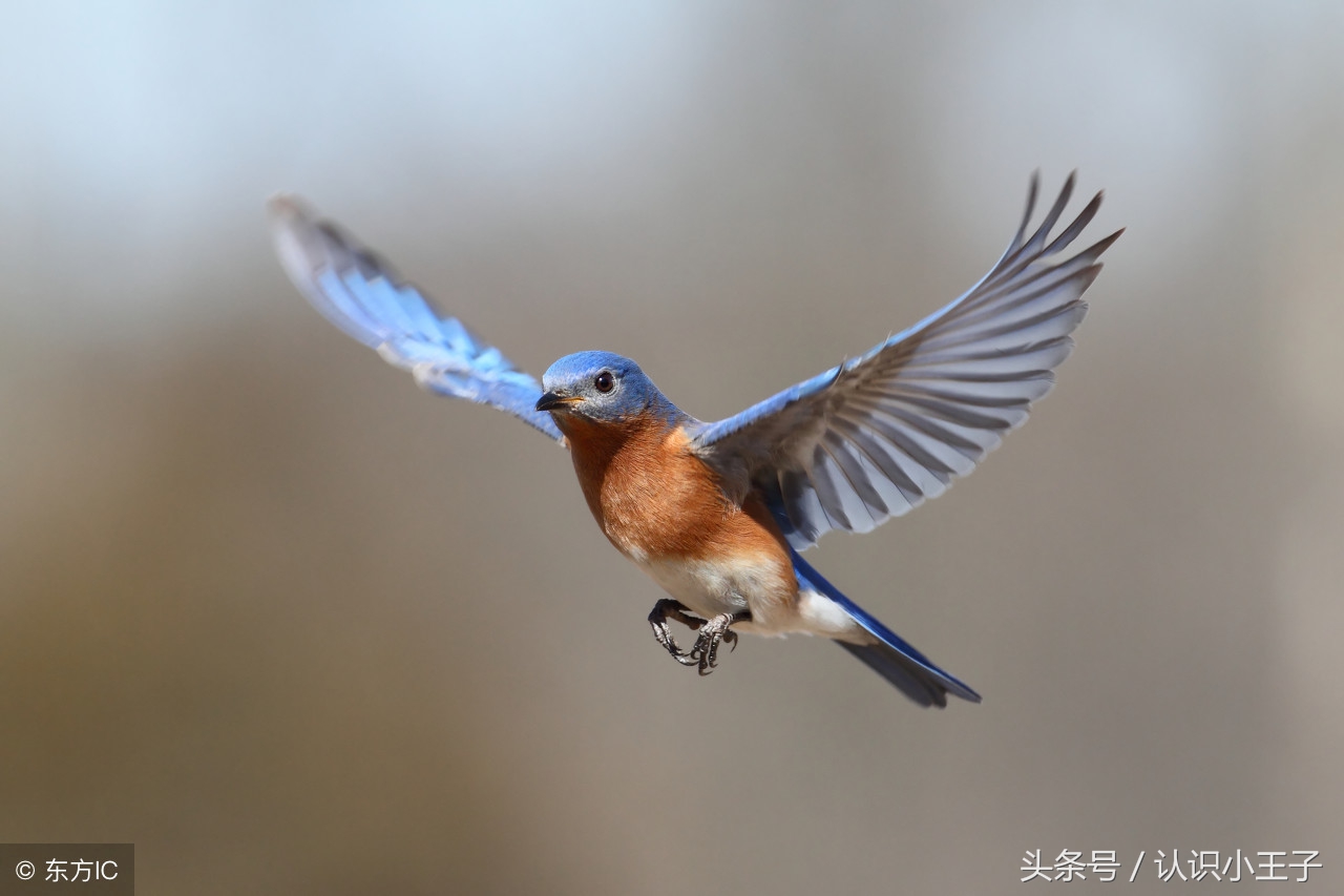 二年级上植物妈妈靠什么传播种子,二年级语文植物妈妈有办法朗诵