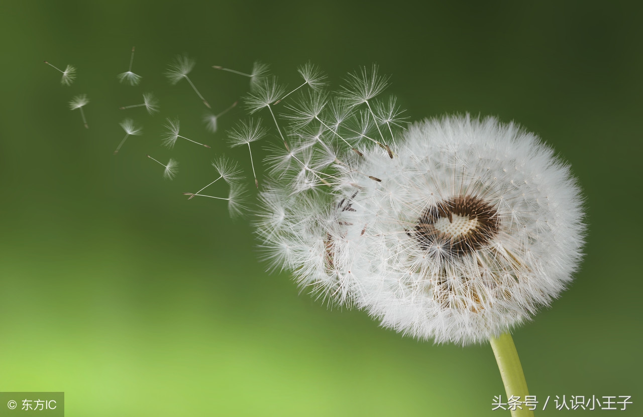 二年级上植物妈妈靠什么传播种子,二年级语文植物妈妈有办法朗诵