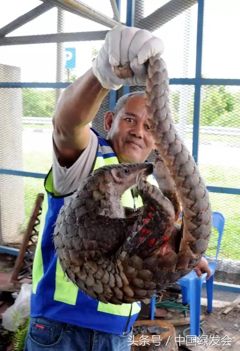 香港中医教授:勿迷信穿山甲鳞片夸大其词的药效,有多种替代品
