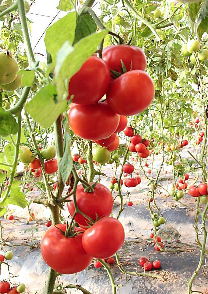 怀孕早期肚子饿可以吃什么,孕期老是饿可以准备些什么食物