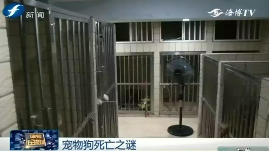 宠物店签订协议寄养死了怎么赔偿,为什么幼犬会在一夜之间莫名死亡