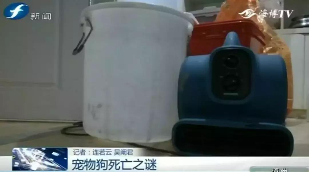 宠物店签订协议寄养死了怎么赔偿,为什么幼犬会在一夜之间莫名死亡