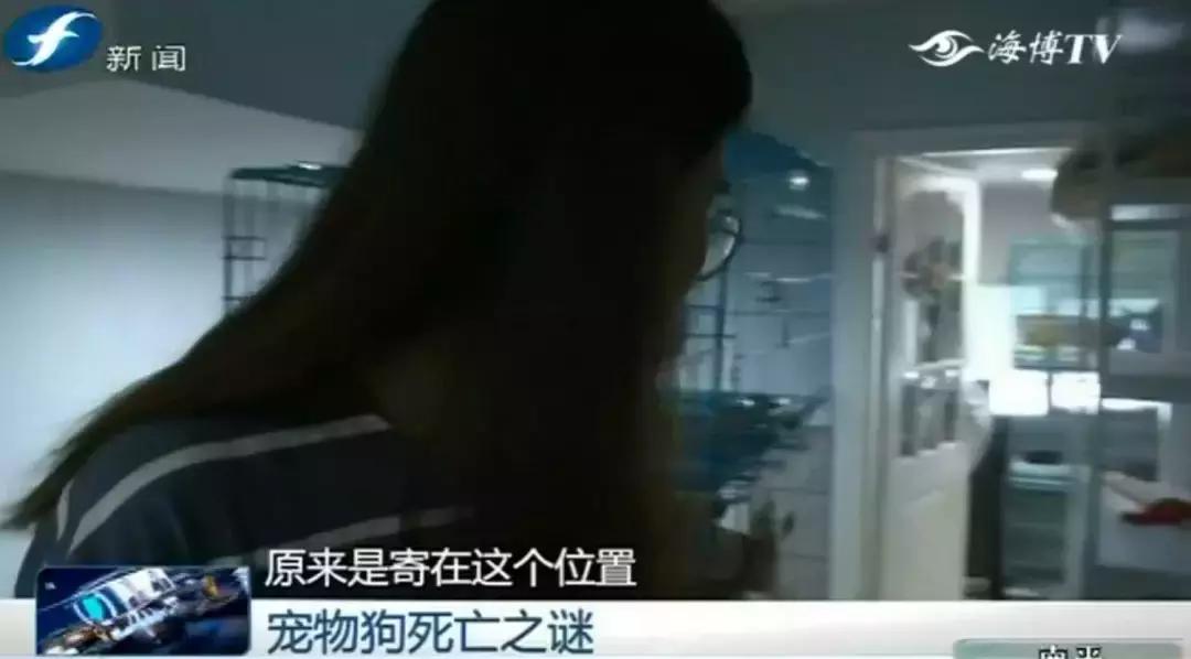 宠物店签订协议寄养死了怎么赔偿,为什么幼犬会在一夜之间莫名死亡