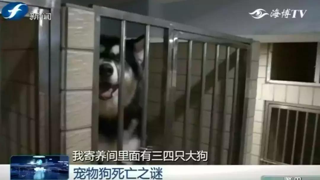 宠物店签订协议寄养死了怎么赔偿,为什么幼犬会在一夜之间莫名死亡