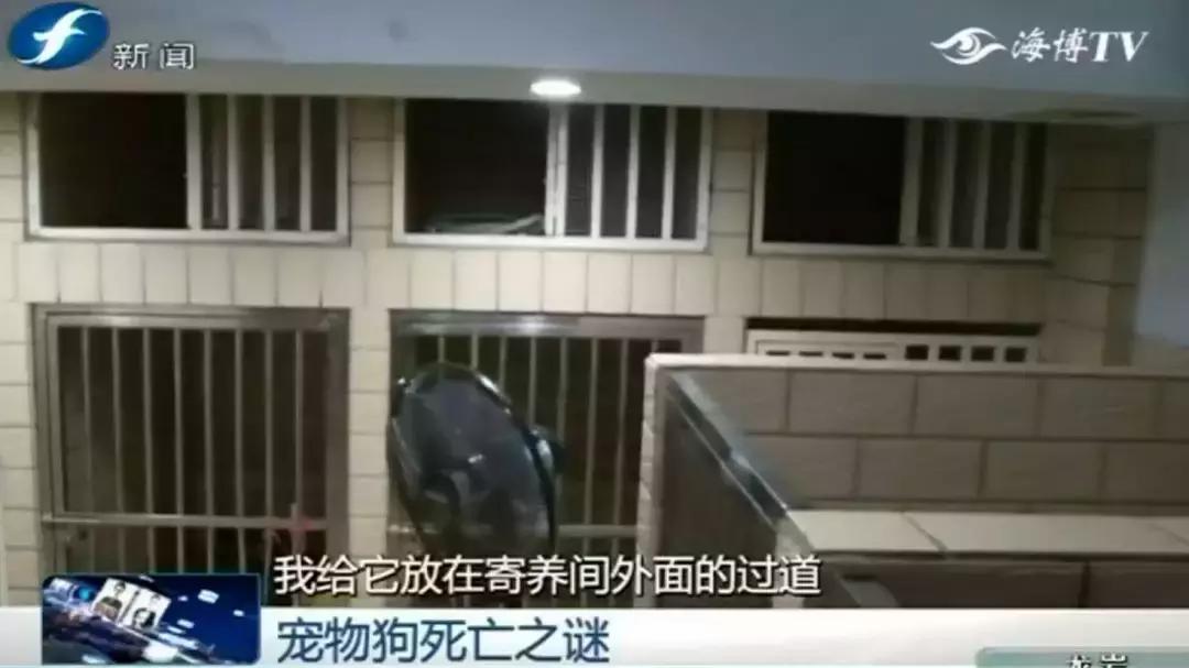 宠物店签订协议寄养死了怎么赔偿,为什么幼犬会在一夜之间莫名死亡