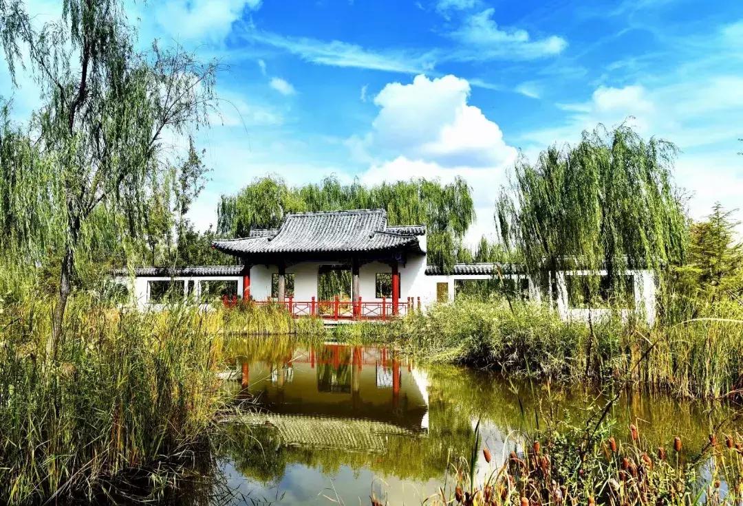 执着的柳树,倔强的胡杨树