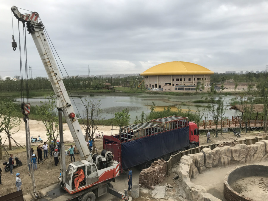 非洲象和亚洲象在上海野生动物园,南通森林野生动物园熊猫刚来南通