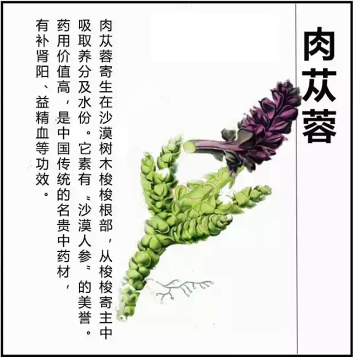 沙漠人参肉苁蓉对身体有啥好处,沙漠人参肉苁蓉吃了有什么功效