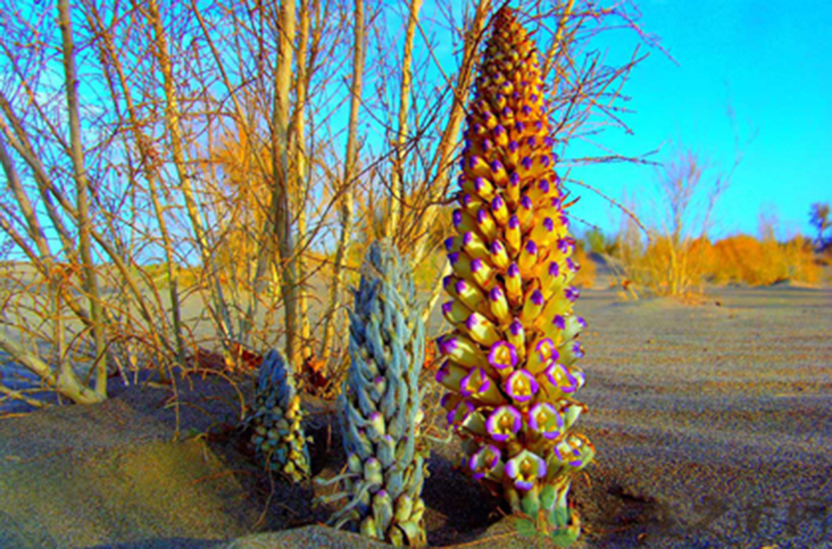 沙漠人参肉苁蓉对身体有啥好处,沙漠人参肉苁蓉吃了有什么功效