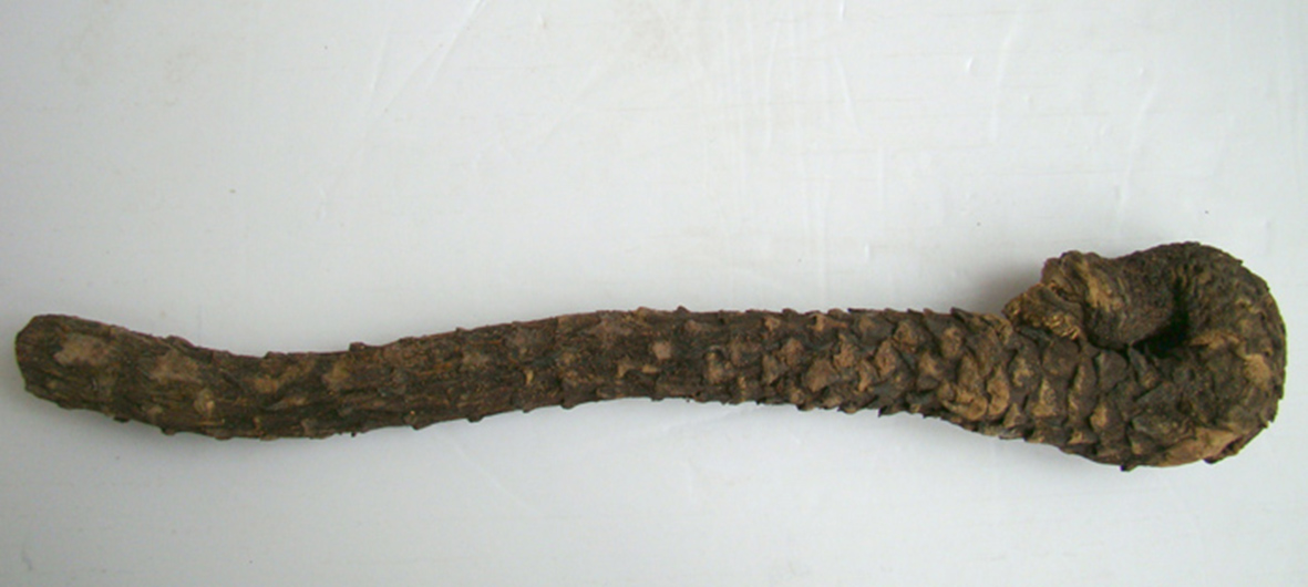 沙漠人参肉苁蓉对身体有啥好处,沙漠人参肉苁蓉吃了有什么功效