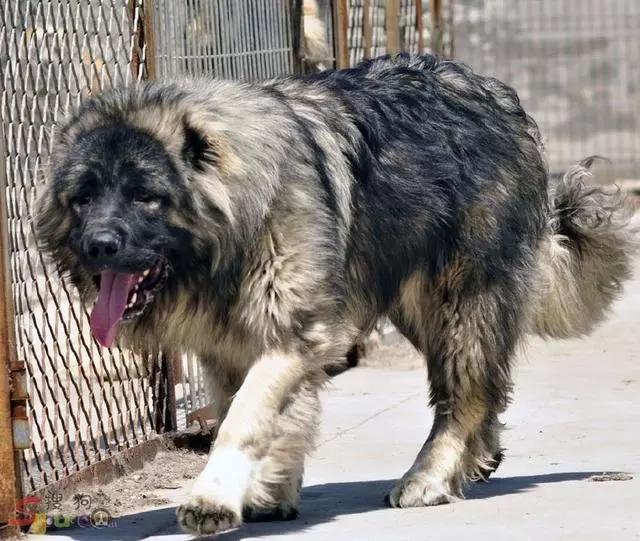 全球十大猛犬排名,全球十大真实猛犬排行榜