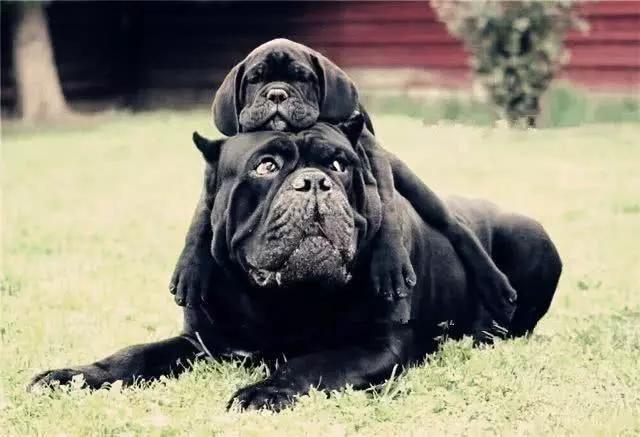 全球十大猛犬排名,全球十大真实猛犬排行榜