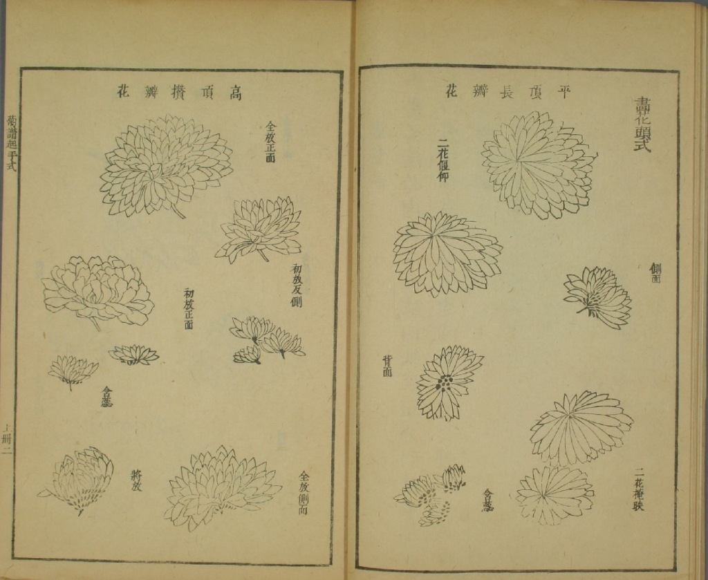国画菊花教程零基础入门,国画菊花入门基础教程
