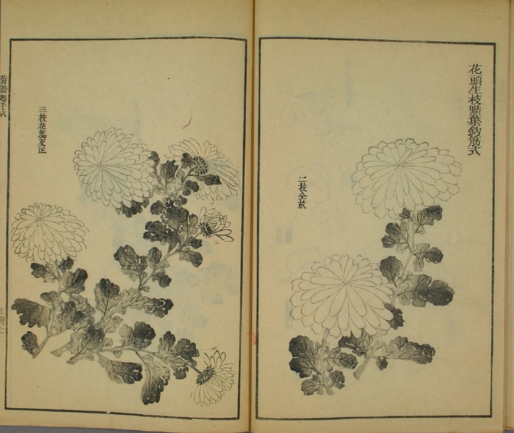 国画菊花教程零基础入门,国画菊花入门基础教程