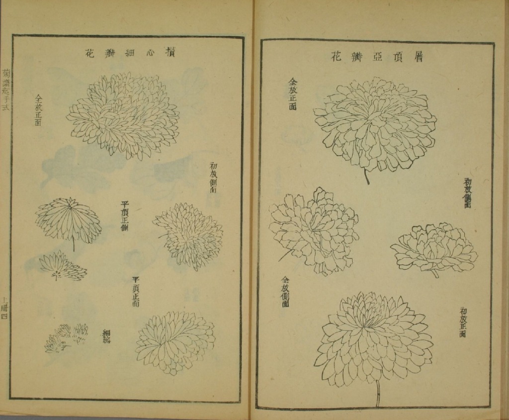 国画菊花教程零基础入门,国画菊花入门基础教程