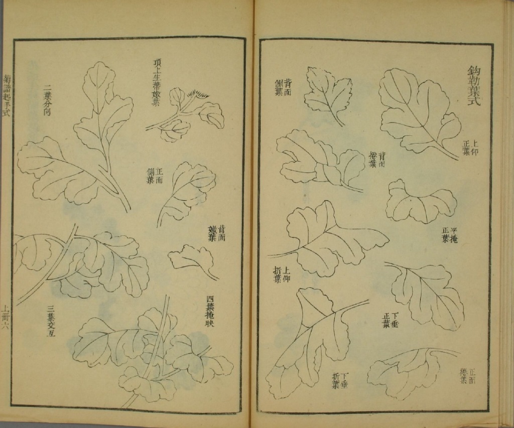 国画菊花教程零基础入门,国画菊花入门基础教程