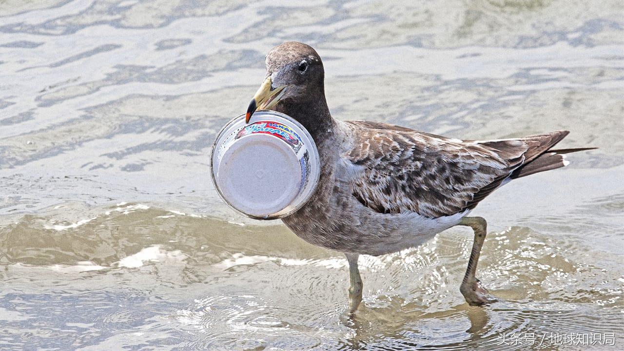 海洋微塑料进展,外媒中国世界第一