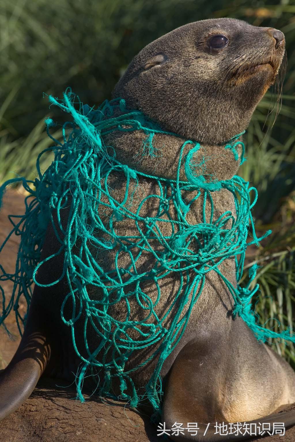 海洋微塑料进展,外媒中国世界第一