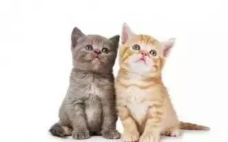 猫癣介绍,猫有猫癣摸一下会被传染吗