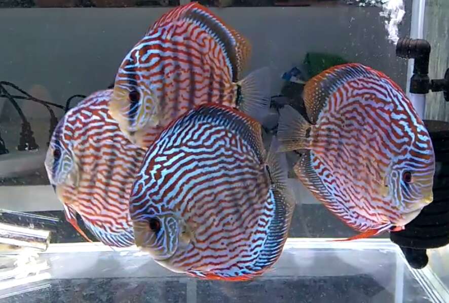 魟鱼跟龙鱼哪个好养,龙鱼虎鱼魟鱼还可以混养什么鱼