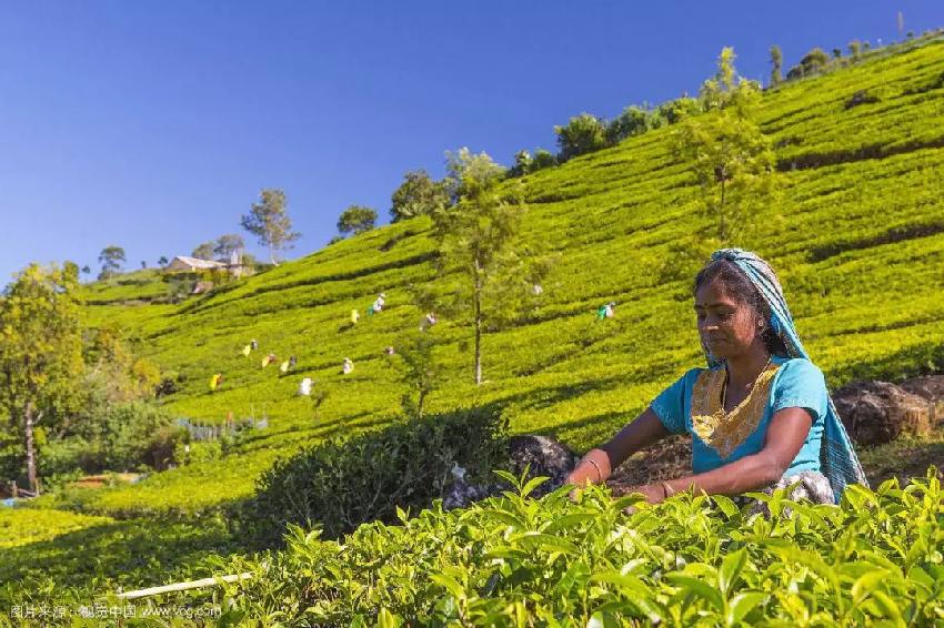 斯里兰卡旅游美食推荐,斯里兰卡旅游吃什么