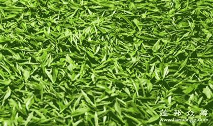 白茶是最甜的茶吗,最健康的茶叶白茶