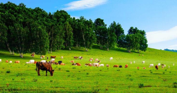 海口特产必买清单一览表 (北京特产必买清单大全一览表)