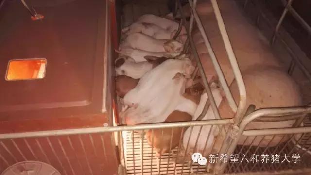 胸大经常堵奶怎么办,胸大无奶水吃什么