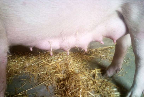 胸大经常堵奶怎么办,胸大无奶水吃什么